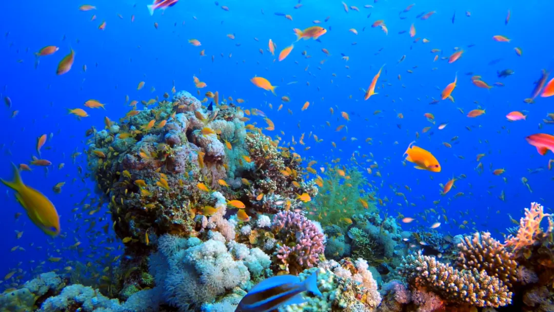 豪门国际官网-追求康健,你我一起生长