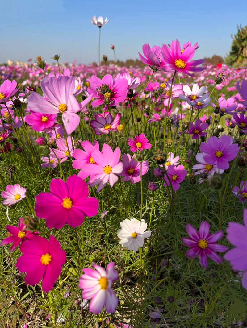 豪门国际官网-追求康健,你我一起生长