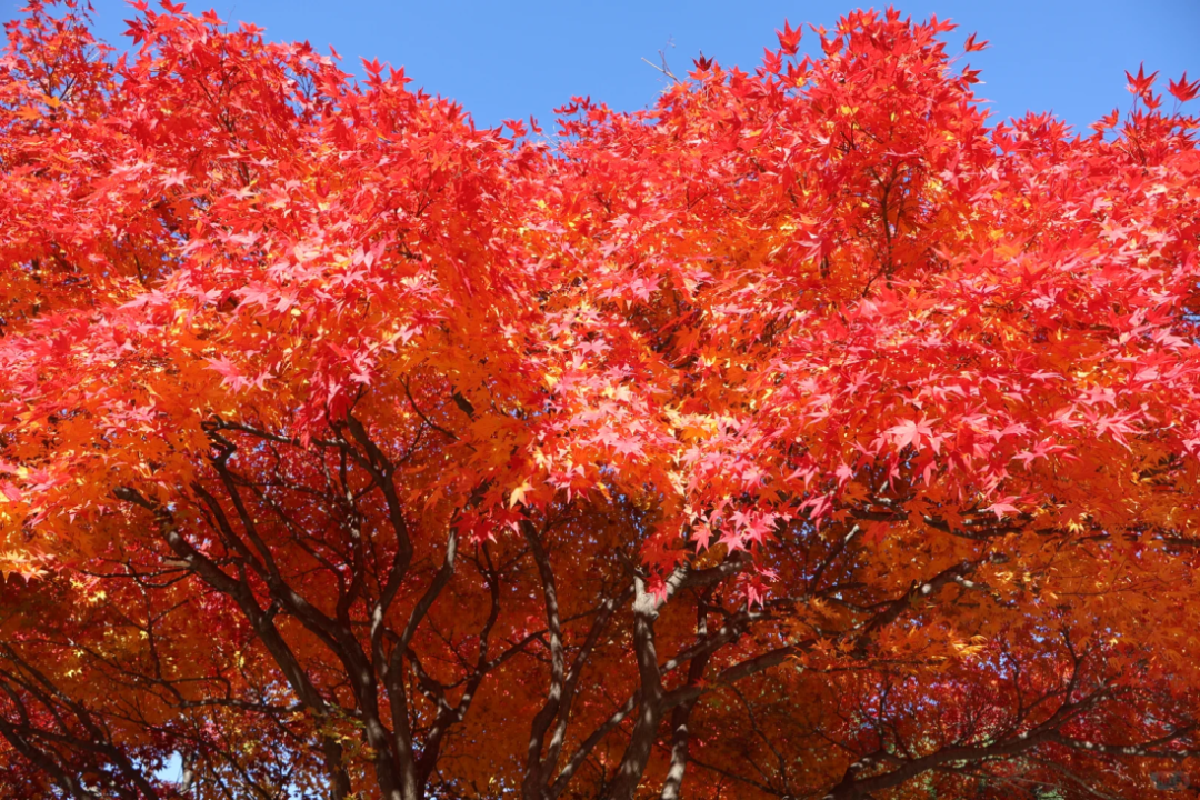 豪门国际官网-追求康健,你我一起生长